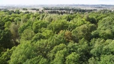 Ormanın üzerinde yükselmek - ağaçların hava manzarası, bir kuadkopter üzerinde bir uçuş. Yüksek kaliteli FullHD görüntüler