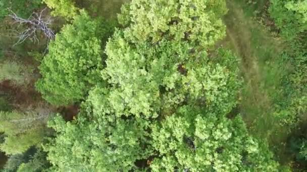 Bosque Gira Círculo Corona Los Árboles Desde Arriba Desde Quadcopter — Vídeo de stock