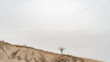 Kumlu bir tepede yalnız bir ağaç, yazıtlar için bir yerdir. Yüksek kalite fotoğraf