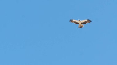 Yırtıcı kuş havada süzülür, kuş gökyüzüne karşı. Yüksek kalite fotoğraf