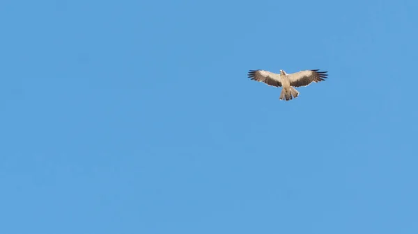 Greifvogel Adler Schwebt Der Luft Vogel Gegen Den Himmel Hochwertiges — Stockfoto
