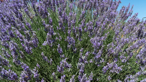 Çiçekli lavanta çalısı, çiçekli arka plan. Yüksek kalite fotoğraf