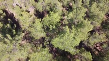 Çam ormanının üzerinde uçmak, ağaçlardan bir halı, insansız hava aracıyla hava fotoğrafçılığı.