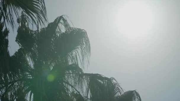 Sol Brillante Hojas Palma Con Resplandor Imágenes Alta Calidad — Vídeo de stock