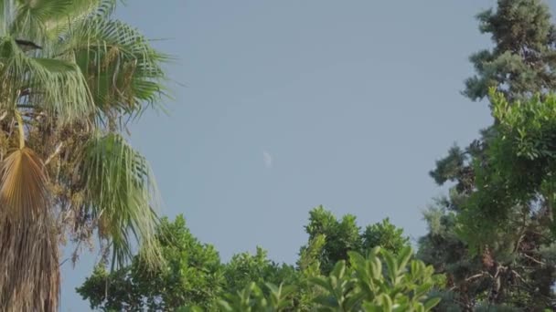 Bílý Měsíc Soumraku Nad Stromem Večerní Obloze Vysoce Kvalitní Záběry — Stock video