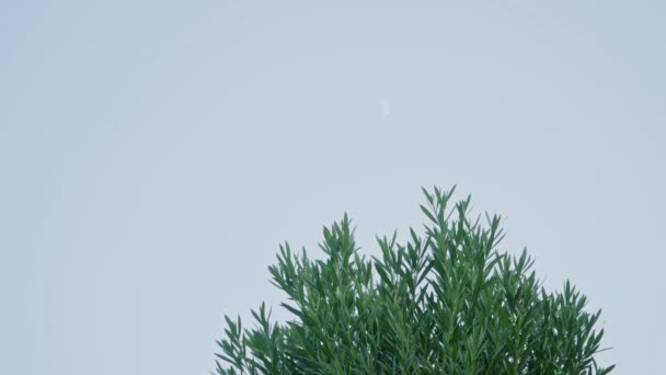 Lune Blanche Crépuscule Dessus Arbre Dans Ciel Soir Images Haute — Video
