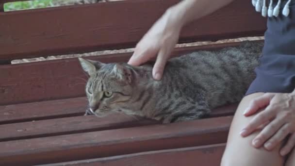 งคนหน แมวข างถนนบนม งในสวนสาธารณะใกล ภาพ ณภาพส — วีดีโอสต็อก