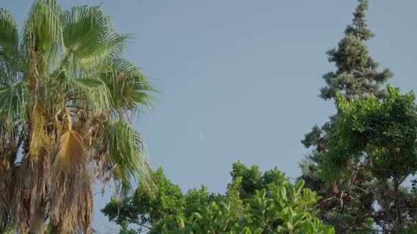 Lune Sur Fond Arbres Palmiers Dans Parc Soirée Crépuscule Images — Video