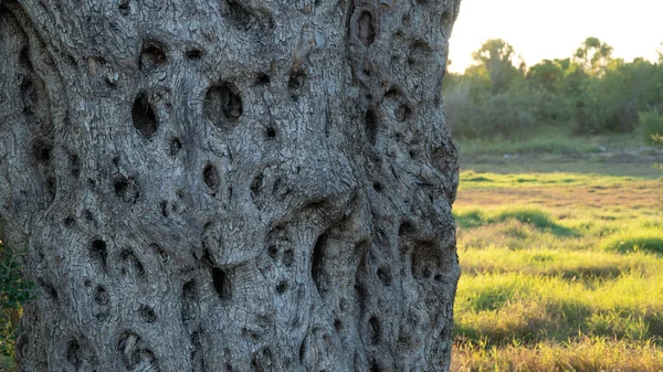 Olijfboomstam Bij Zonsondergang Herfst Achtergrond Reliëf Getextureerd Hout Hoge Kwaliteit — Stockfoto