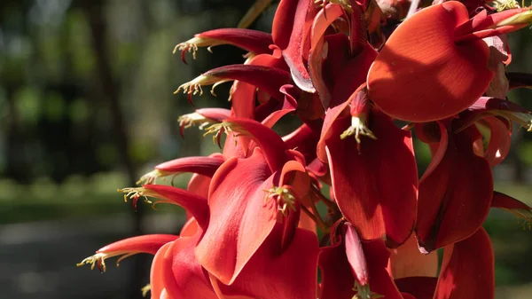 Kapalı kırmızı çiçekler, çiçekli arka plan. Yüksek kalite fotoğraf