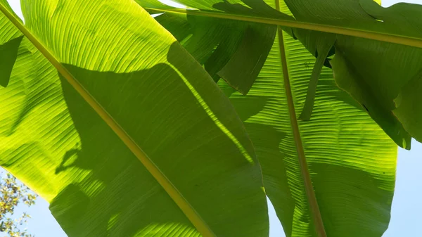 Large Green Banana Leaves Sky Background High Quality Photo — Stock Photo, Image