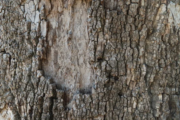 Close Tree Bark Wooden Background Texture High Quality Photo — Stock Photo, Image