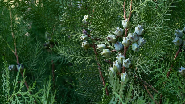 Blätter Und Zapfen Der Nadelbaum Thuja Pflanzenhintergrund Mit Platz Für — Stockfoto
