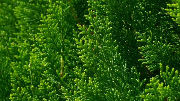 Grüne Nadelzweige Von Thuja Pflanzenhintergrund Deckel Hochwertiges Foto — Stockfoto