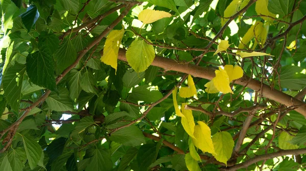 Rama Árboles Con Hojas Verdes Amarillas Fondo Otoño Vegetal Foto — Foto de Stock