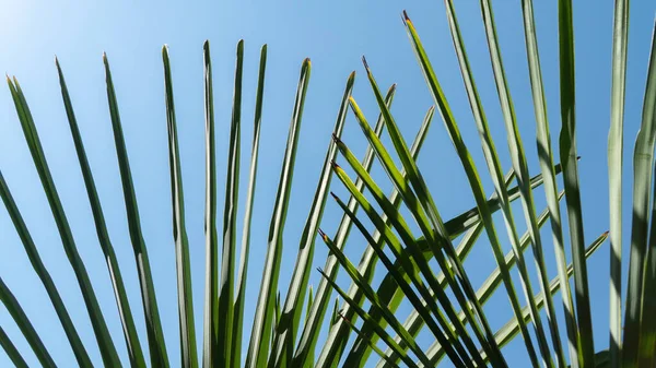 Palmbladeren Vorm Van Een Ventilator Achtergrond Van Lucht Textuur Hoge — Stockfoto