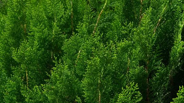 Eşkıyanın kozalaklı yaprakları, yaprakların yeşil arkaplanı. Yüksek kalite fotoğraf