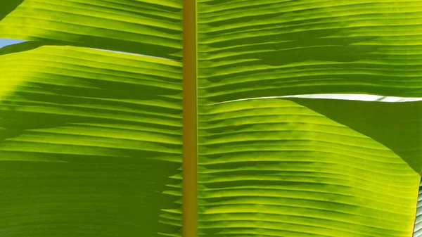 Achtergrond Textuur Van Bananenboomblad Groen Blad Met Aderen Hoge Kwaliteit — Stockfoto
