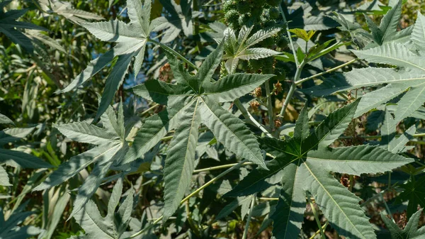 Yıldız şeklinde yapraklar, yaprakların çiçek arkaplanı. Yüksek kalite fotoğraf