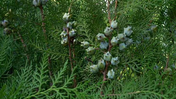 Feuilles Fruits Thuja Résineux Famille Des Cyprès Photo Haute Qualité — Photo