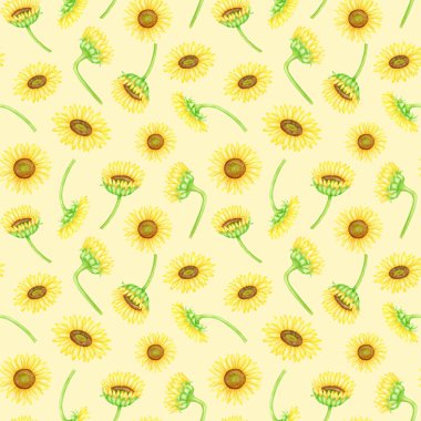 Ayçiçekleri kusursuz desen. Elle boyanmış suluboya çiftlik çiçekleri çizimi. Tekstil, ambalaj, kumaş, duvar kağıdı için pastel sarısı arka planda sarı çiçek başlıkları.