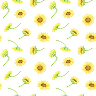 Ayçiçekleri kusursuz desen. Elle boyanmış suluboya çiftlik çiçekleri çizimi. Sarı çiçek başları beyaz arka planda tekstil, ambalaj, kumaş, duvar kağıdı için izole edilmiş..