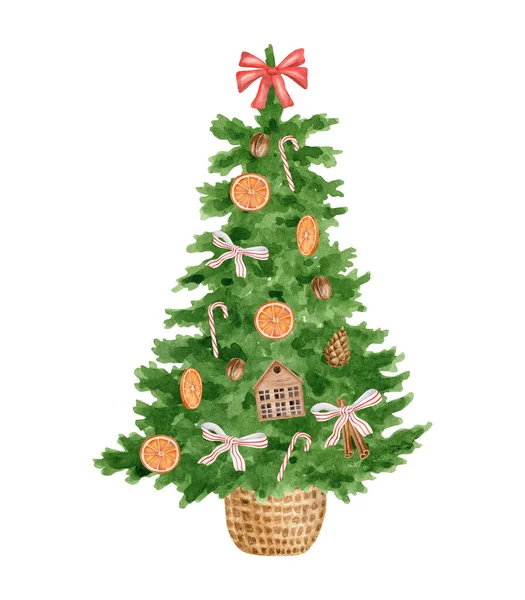 Watercolor Christmas tree decorated with ribbon bows, dry oranges, walnuts and candy canes. Hand drawn evergreen fir tree in wicker basket isolated on white background. Illustration for winter cards. — Stock Photo, Image