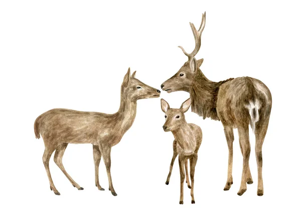 Ilustración de la familia de ciervos acuarela. Pintado a mano realista buck, doe y ciervo cervatillo boceto. Animales del bosque dibujando aislados sobre fondo blanco. Arreglo de renos marrones, mamífero forestal. — Foto de Stock