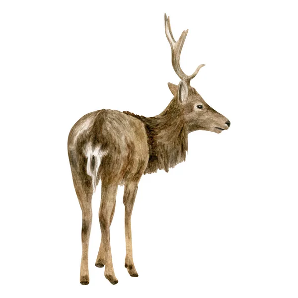 水彩鹿のイラスト 手描きのリアルなスタッグ 男性の鹿のスケッチ 白い背景に孤立した森の動物の絵 カードデザイン ポスターのための白いトナカイ 森の哺乳動物 — ストック写真