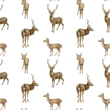 Suluboya geyik deseni. Elle boyanmış gerçekçi beyaz kuyruklu geyik, dişi geyik ve geyik beyaz arka planda izole edilmiş. Orman hayvanları çiziyor. Duvar kağıdı, tasarım, kumaş, baskı için kahverengi ren geyiği