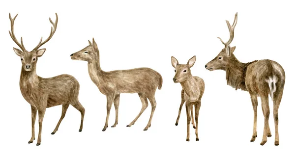 Watercolor deer illustration set. Hand drawn realistic whitetail buck, doe and fawn deer sketch. Woodland animals drawing isolated on white background. Brown reindeer herd, forest mammal with antlers. — Stock Photo, Image
