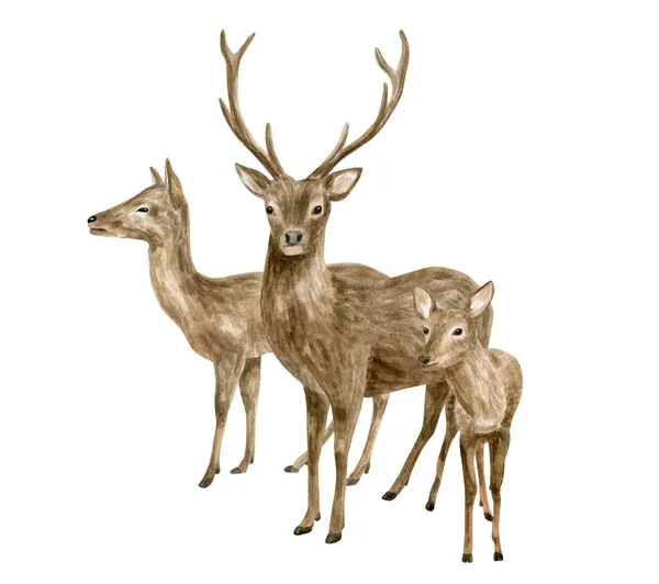 Watercolor deer family illustration. Hand painted realistic buck, doe and fawn deer sketch. Woodland animals drawing isolated on white background. Brown reindeer arrangement, forest mammal. — Stock Photo, Image