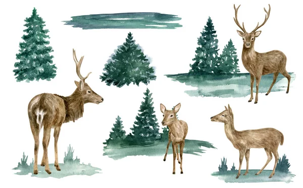 Акварельный олень в наборе лесных иллюстраций. Ручной рисунок реалистичных белохвостых оленей, лань и оленей с абстрактными соснами. Зимние лесные животные рисуют изолированные на белом фоне. — стоковое фото