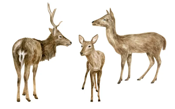 水彩鹿イラストセット。手描きの現実的なバック、行うと好きな鹿のスケッチ。白い背景に孤立して描かれた森の動物。トナカイ科森林哺乳類. — ストック写真