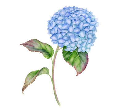 Suluboya Ortanca çizimi. Elle boyanmış mavi Hortensiya çiçeği yaprakları ve sapı beyaz arka planda izole. Japon amacha bitkisel çayı için çiçek bitkisi. Kartlar için botanik çizimi
