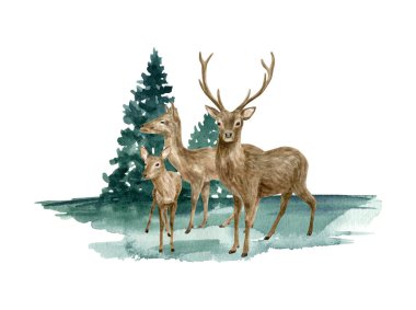 Orman resimlerinde suluboya geyik sürüsü. Elle boyanmış gerçekçi geyik, dişi geyik ve geyik çizimi. Beyaz arka planda izole edilmiş, memelilerle kaplı orman manzarası. Ren geyiği bileşimi