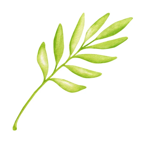 Watercolor Green Leaf Illustration Hand Painted Greenery Branch Isolated White — Stock Photo, Image