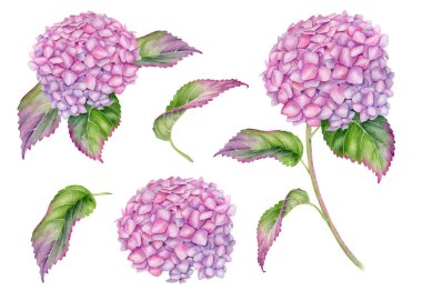 Watercolor Hydrangea floral set. Hand painted pink Hortensia flower with leaves isolated on white background. Flowering plant clipart, botanical illustration print for cards, wedding, invitations