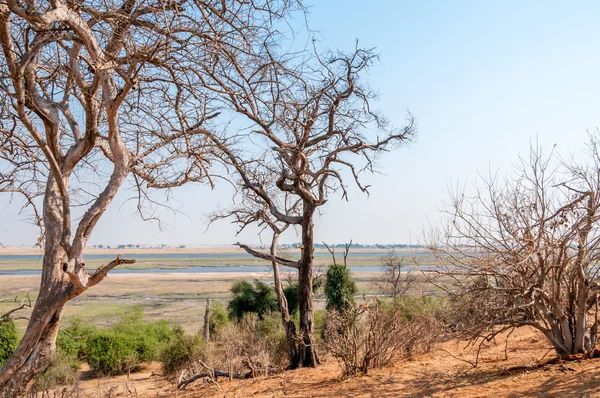 Botswana natur — Stockfoto