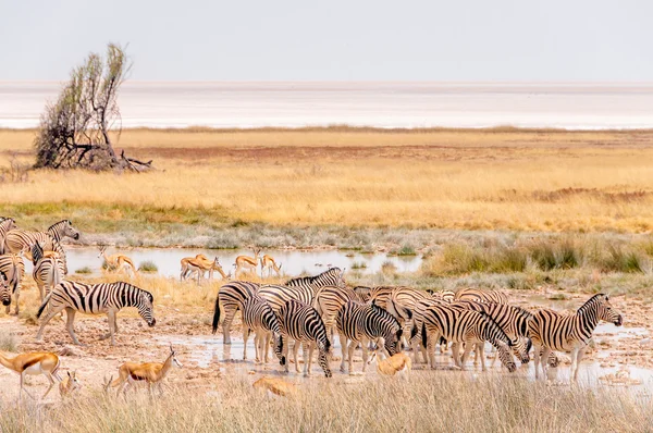 Стадо зебр — стоковое фото