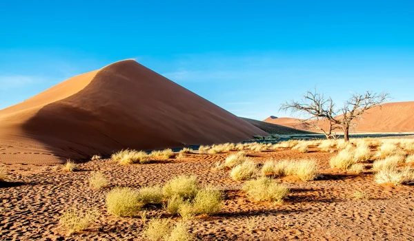 Dune de sable dans le désert — Photo