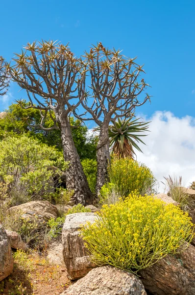 Woestijn bomen — Stockfoto