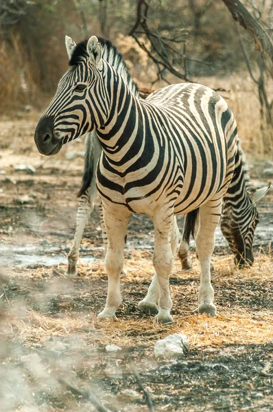 Równiny zebra — Zdjęcie stockowe