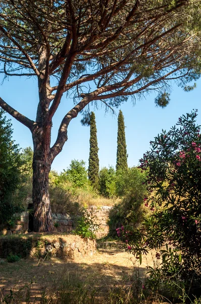 Bajo el árbol — Foto de Stock