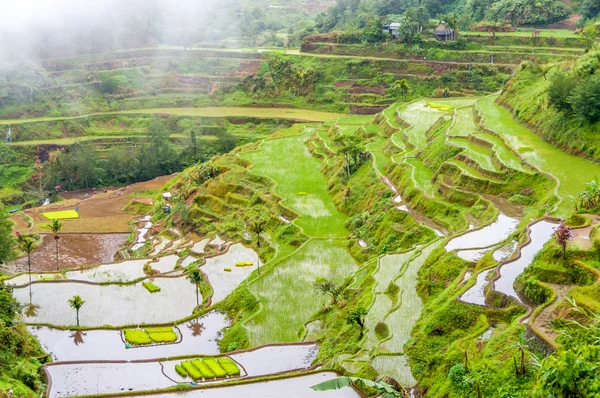 Terraced Fields — Stock Photo, Image