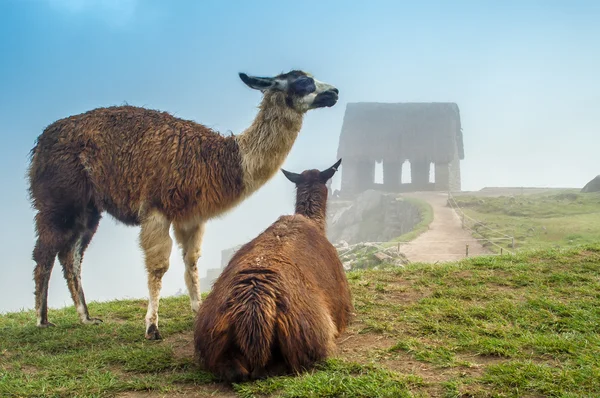 Lama au Machu Picchu — Photo