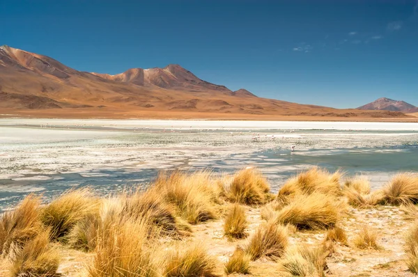 Nature in Bolivia — Stock Photo, Image