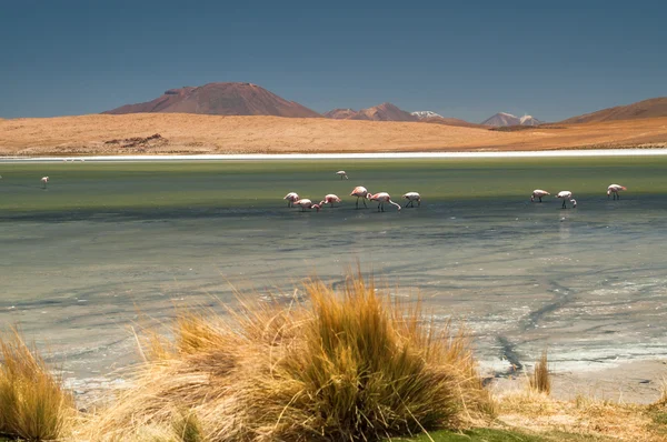 Laguna in Altiplano — Stock Photo, Image