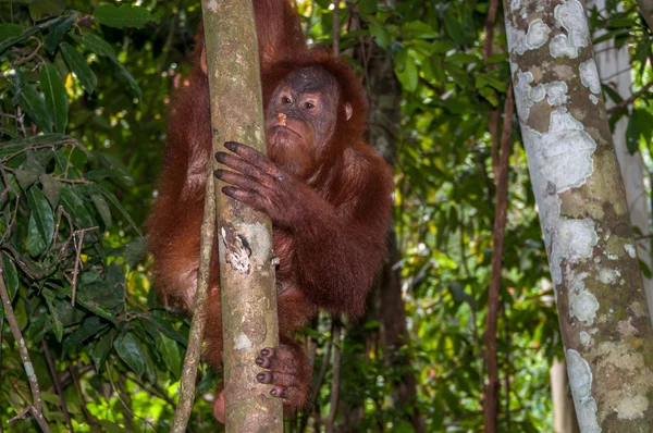 Orangutan at Tree — Stock Photo, Image