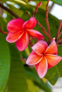 kırmızı çiçekler